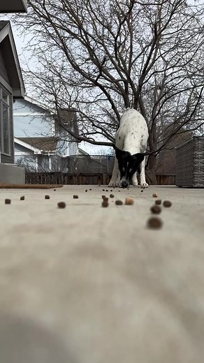 21K views · 844 reactions | What’s your favorite enrichment activity with your pup?  #thebkpets #openfarmpet #openfarmpartner Open Farm | The BK Pets | Facebook