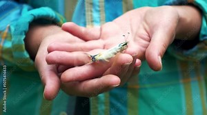 A live butterfly in a woman's hands. Women's palms holding a butterfly in the park. The concept of love for nature.