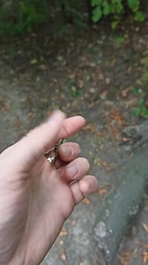 Viking Drakkar Beard Metal Comb | Custom Mustache Care & Beauty - Etsy