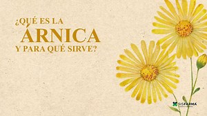 47K views · 622 reactions | ¿SABES QUÉ ES LA ÁRNICA Y PARA QUÉ SIRVE?...