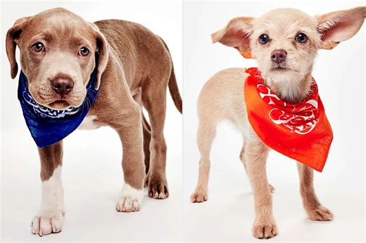 Get Your First Peek at Puppy Bowl 2026, Including a New Game for Senior Dogs