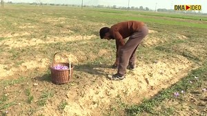 11K views · 261 reactions | Rise in #saffron production brings joy to #Kashmir farmers! For more videos, click: https://www.dnaindia.com/videos | DNA India | Facebook