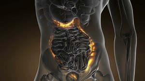 Science Anatomy Scan Of Human Colon Glowing Stock Motion Graphics SBV-309841619 - Storyblocks