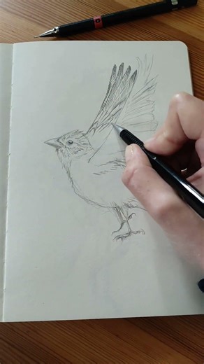 Bird Sketch in Pencil | Quick Sketchbook Study