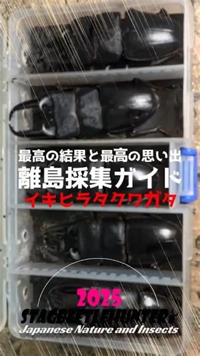 最高の思い出！デカすぎるヒラタが逃げる前に鷲掴み #クワガタ #昆虫採集