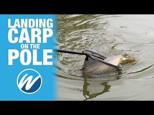 How To Play Carp On A Pole | Jamie Hughes | Match Fishing Tips