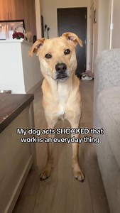 Every. Single. Day. 😳 My dog cannot believe I leave her to go do work… like she’s genuinely SHOCKED every morning 🤯Don’t miss out on more sassy Sandra content 🤣 | tortelliniandalfredo