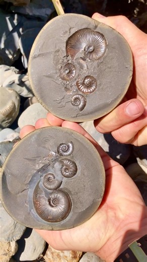 Jurassic Fossil and crystal hunting on a beach filled with Ancient sea creatures! This loose slab of shale was hiding something within! The round nodule opened up just like a geode! 🤯🏝 Thanks for supporting our page! 🐊 #natural #nature #fossil #fossils #ancient #animals #art #ammonite #ammonites #dinosaur #scientist #minerals #paleontology #whitby #geologist #dorset #geology #charmouth #jurassic #yorkshire #fblifestyle | Yorkshire Fossils