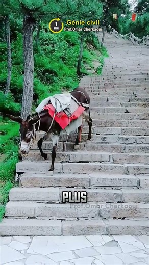 We learned to climb hills… thanks to the animals 🐴 ⛰️ #shorts