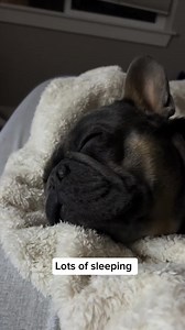 Living with a Frenchie | Kash.d.frenchie