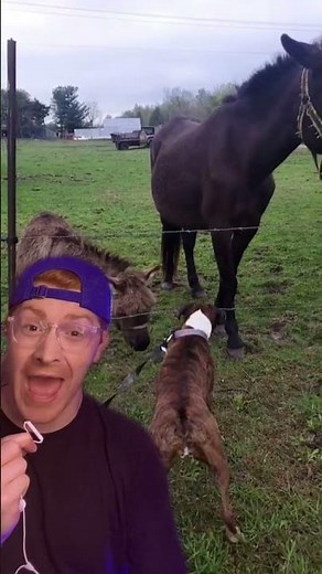Donkey Laughs At Dog For Getting Shocked 😂