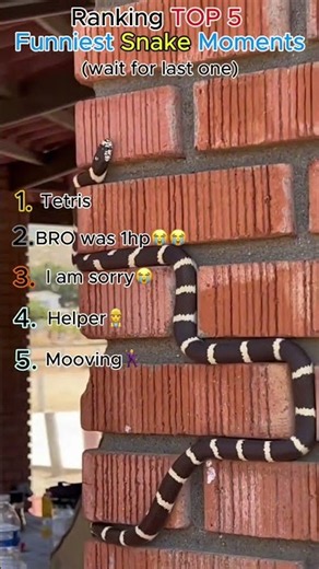 WAIT FOR #1 😭🐍 | Funniest Snake Moments #funny #snakes #funnyvideos