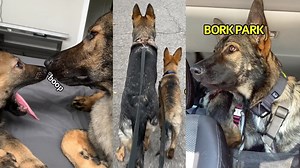 188K views · 12K reactions | What it's like to live with two German Shepherds Hope Jade & Jasper's antics can put a smile on some of your faces today  | Jade the Sable GSD | Facebook