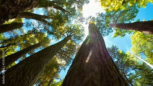 Low angle rotating shot: The camera rotates beneath tall trees in a forest, sunlight shining through the leaves.