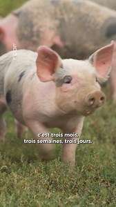 🐷🌿 Du pré à l’assiette, sans détour. Julien t’emmène au cœur du Groin du Village : des cochons élevés en plein air, du respect, du goût… et surtout du vrai savoir-faire local 💚 De la naissance à l’assiette, tout se passe à la ferme. Et ça se termine évidemment… en cuisine 🔥👨‍🍳 👉 Circuit court, plaisir long. 📍 À découvrir à Beauvechain | Les Ambassadeurs - RTBF