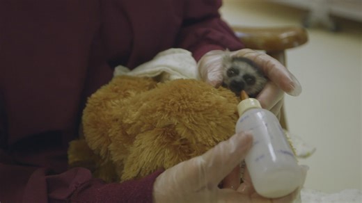 Come See How Zookeepers Treat an Underweight Baby Ring Tailed Lemur