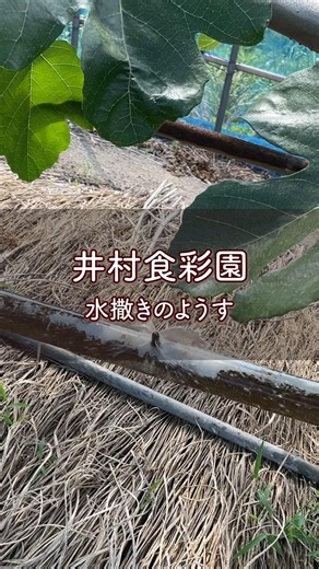【夏のイチジク畑、実りを支える水かけ】