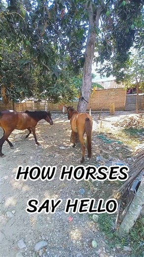 Equine Social Behavior: Nose-to-Nose Signal Exchange | Educational Observation🐴 #shorts