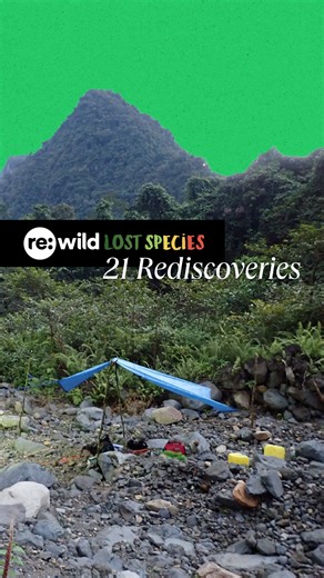 The #SearchforLostSpecies in Madagascar's Makira Natural Park - this expedition successfully rediscovered 21 species that were lost to science, including flowering ant-like beetles, three small iridescent fish, five jumping spiders, and a giant millipede that had not been documented since 1897. This was in addition to the surprising discoveries of species entirely new to science. Makira is the largest and most intact forest in Madagascar—and many of the species here can't be found anywhere else.