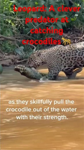 Leopard: A clever predator at catching crocodiles🐊🐆 #Tiger #Crocodile #shorts