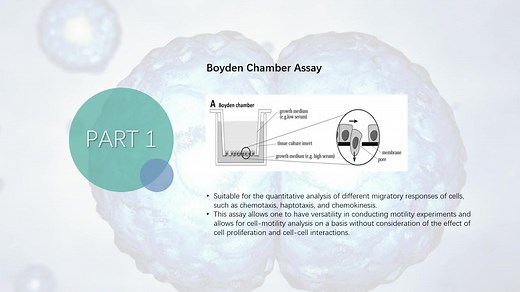 细胞迁移实验原理