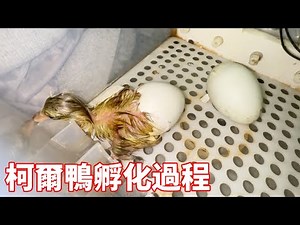 The artificial incubation of Cole duck lasted 26 days and witnessed the miracle of life!