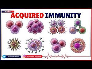 Acquired Immunity Pathology: Humoral vs. Cell-Mediated Pathways | Master the Boards 🩺