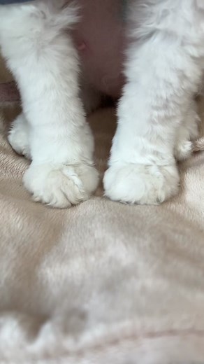 The Best Time to Wear a Striped Sweater - Hairless Cats in Sweaters