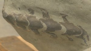 Family finds rare fossil while fishing