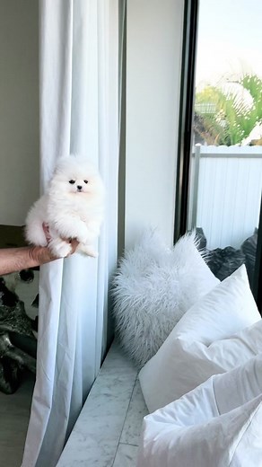 Fluffy White Pomeranian Puppy Cuteness Overload