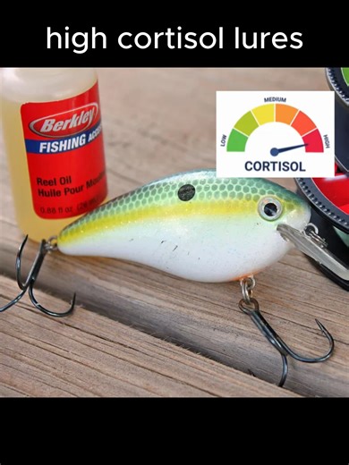 The Best Bass Fishing Lures and Techniques