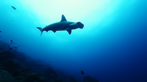 How life survives inside underwater volcanoes