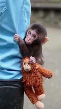 Orphaned Baby Monkey Clings to Toy and Zookeeper for Comfort