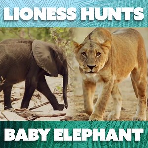 A dangerous lioness attempts to take down a baby elephant in this heartbreaking scene from Africa's Deadliest | Nature Bites