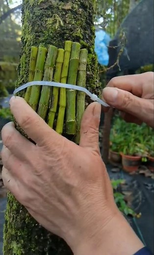 let's propagation dendrobium nobile orchid plant with best simple techniques tutorial 🌱🌱🌱 #plants