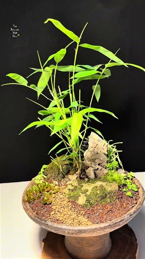 Tiểu cảnh tre bonsai mini, hình ảnh của sự mạnh mẽ vươn lên #trebonsai #bonsai