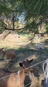 36K views · 832 reactions | They Sure Love Pine Needles! Bonus: They are a Natural Dewormer! #dewormer #pineneedle #goats | Mountain Spring Homestead | Facebook