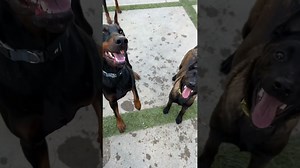 These Two Dogs Together are Absolute Trouble
