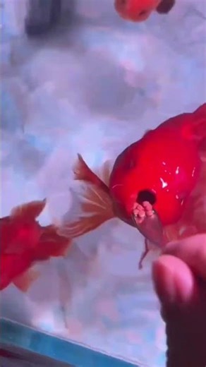 #betta /goldfish aquarium feeding video