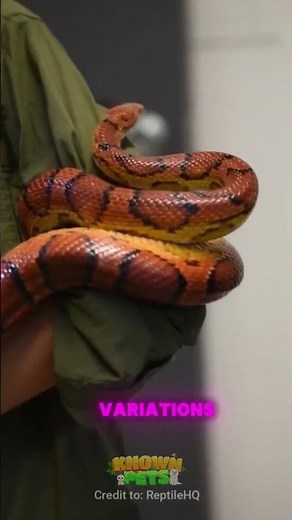 Corn Snake The Most Popular Pet Snake #FriendlyCornSnake