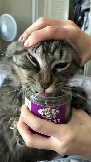 Hilarious Cat DEVOURS Catnip on 4/20!