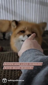 58K views · 10K reactions | Maid Marian and her companion Robin Hood...