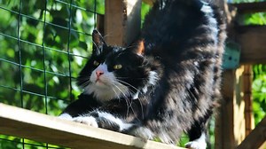 Are you a cat owner, thinking of transitioning your cat to living indoors? Or are you thinking of adopting, and want to make sure your new feline friend has everything they need to be happy and healthy inside? We’ll be sharing tips and tricks on keeping your cat safe and happy at home over the coming weeks – stay tuned! | RSPCA Australia