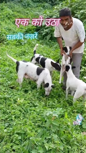 7 Dogs watching when i picked up one puppy short