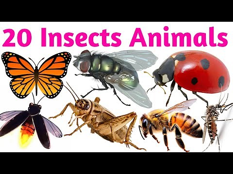 🐛 Animated Insects for Children | Learn Names of Bugs | Butterfly, Ant, Bee, Ladybug 2.🦋 Cartoon