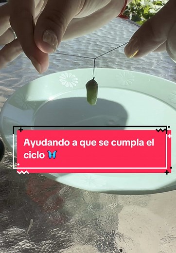 Ciclo de Vida de la Mariposa: Un Viaje Esencial