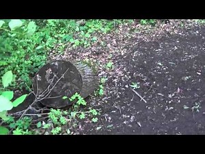 Imperial Clover Food Plot: Preparation and Planting