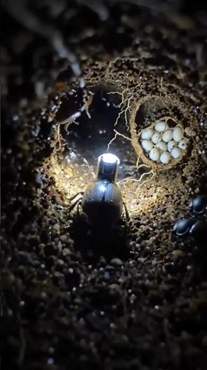 Exploring the Underground Kingdom of Dung Beetles 🪲 | POV Micro-Doc | Aivonix Lab