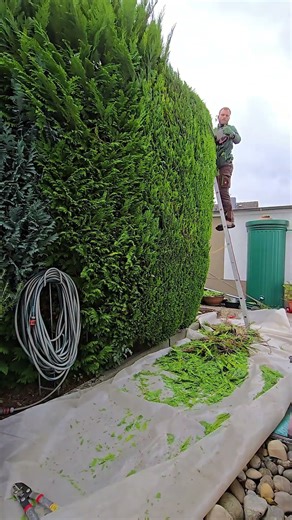 Satisfying Annual Hedgetrimming Of A Conifer Hedge