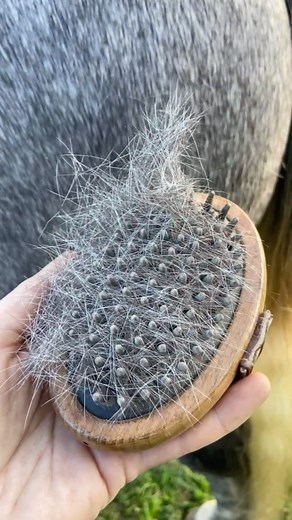 Our Hairy Pony Rubber Brush is so handy for shedding season! Quickly and easily remove your horse’s Winter coat while giving them a massage at the same time. Best of all, a few light taps and all the loose hair comes off the brush! No more pulling dirty hair and dust off brushes or combs with your hands or having to rub your brushes back on forth on a gate. 👏🏼 #HairyPony #Horses #horsesofinstagram #equestrian #horsegrooming | Hairy Pony
